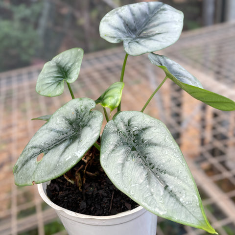 Alocasia reversa
