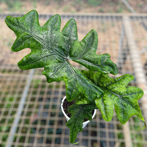 Alocasia Tandurusa 'Jacklyn'