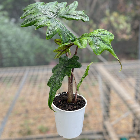 Alocasia Tandurusa 'Jacklyn'
