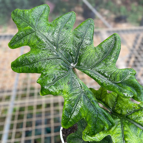 Alocasia Tandurusa 'Jacklyn'