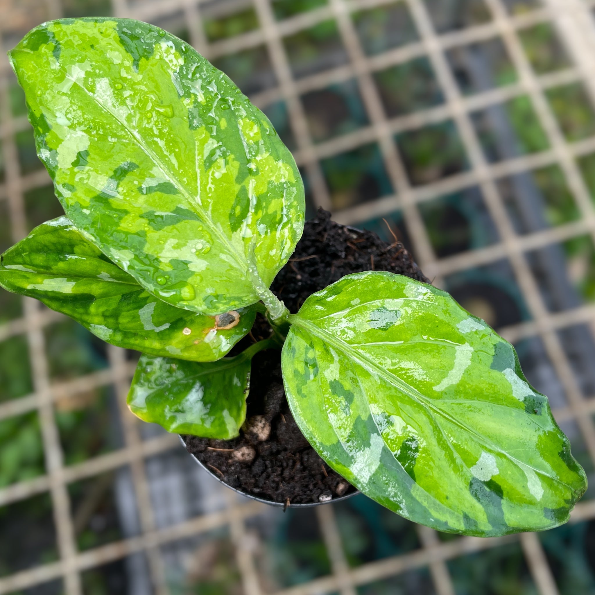 Aglaonema pictum 'tricolor' – Entre Raízes Botânica