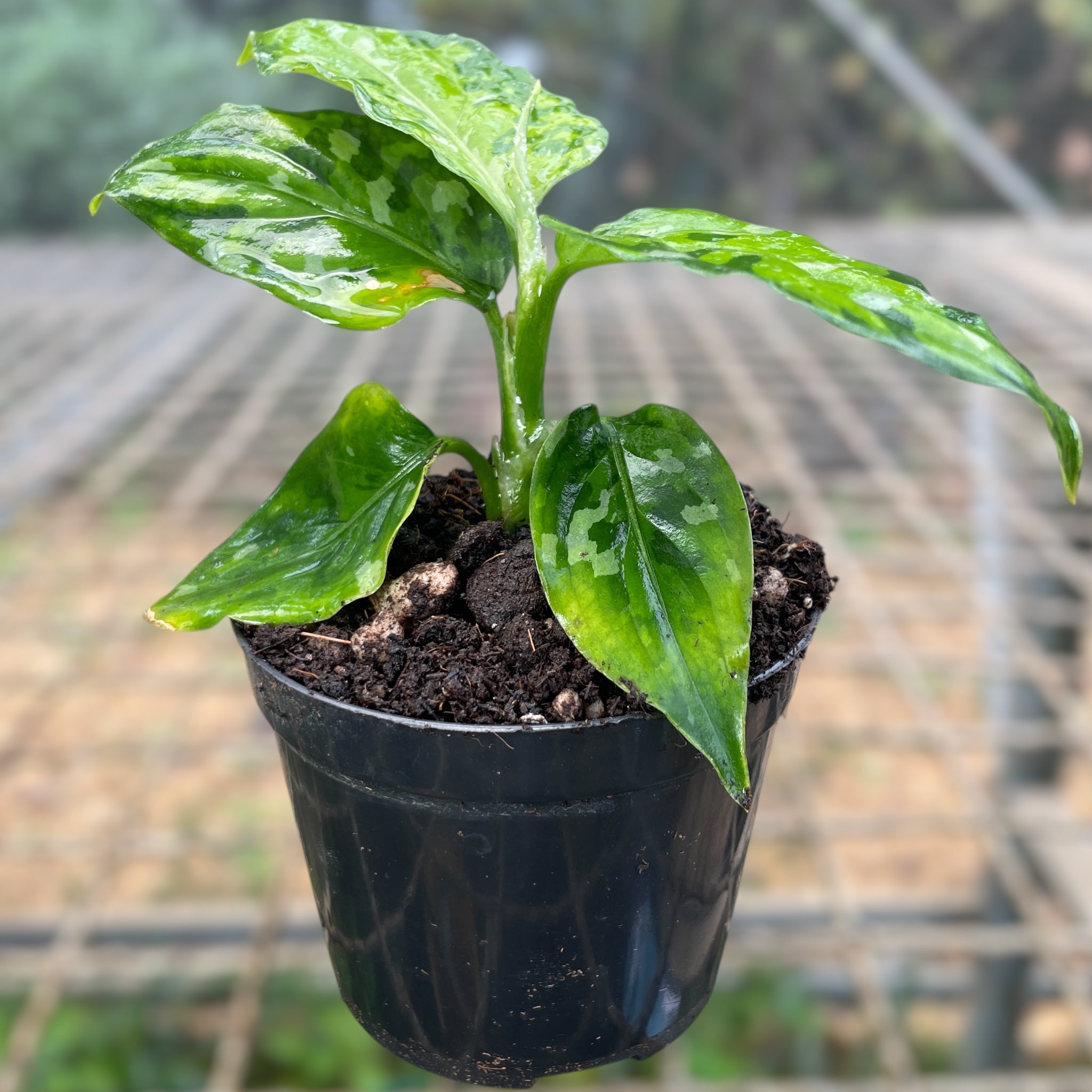 Aglaonema pictum 'tricolor' – Entre Raízes Botânica