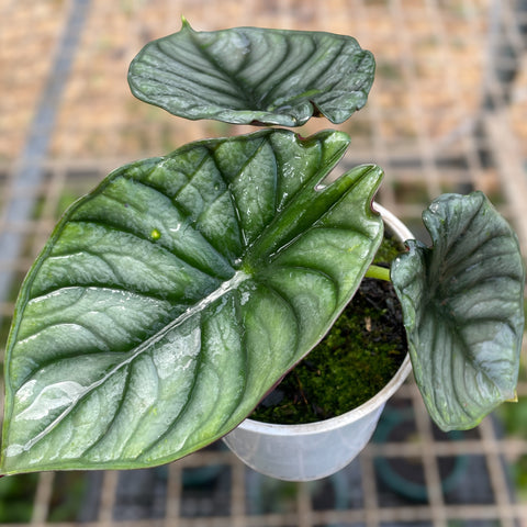 Alocasia nebula 'Imperialis'