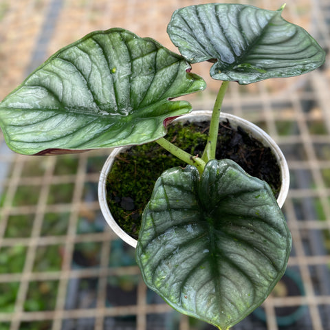 Alocasia nebula 'Imperialis'