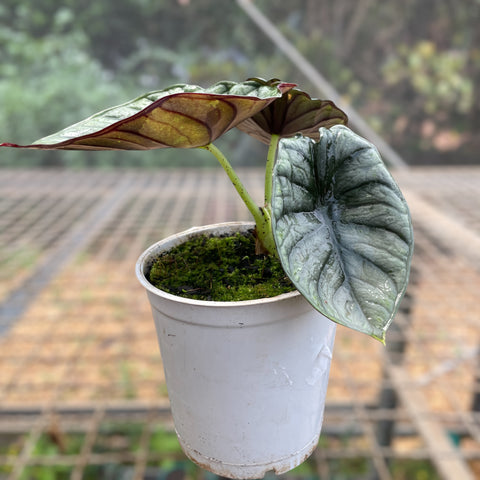 Alocasia nebula 'Imperialis'