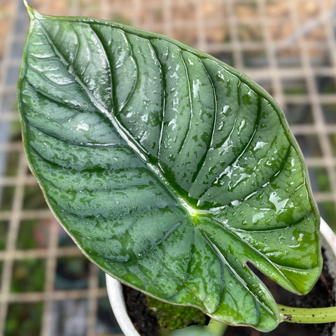 Alocasia nebula 'Imperialis'