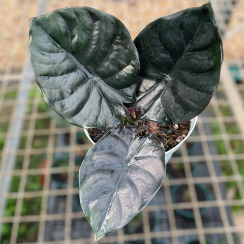 Alocasia Infernalis