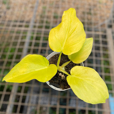 Philodendron warscewiczii 'aurea' - PEQUENA