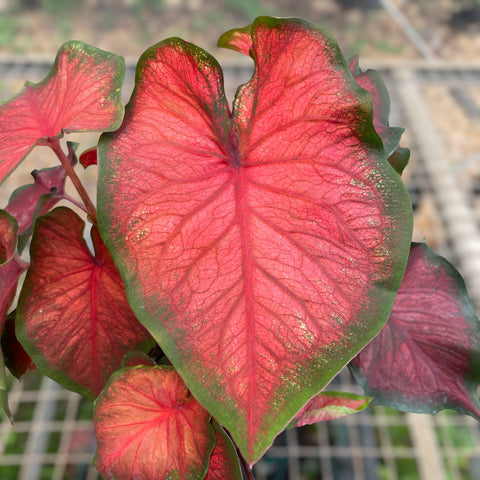 Caladium 05 - lançamento