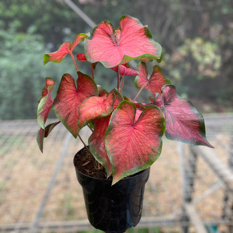 Caladium 05 - lançamento