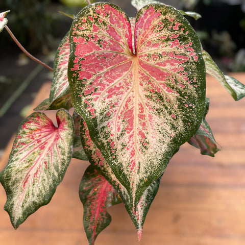 Caladium 06 - lançamento