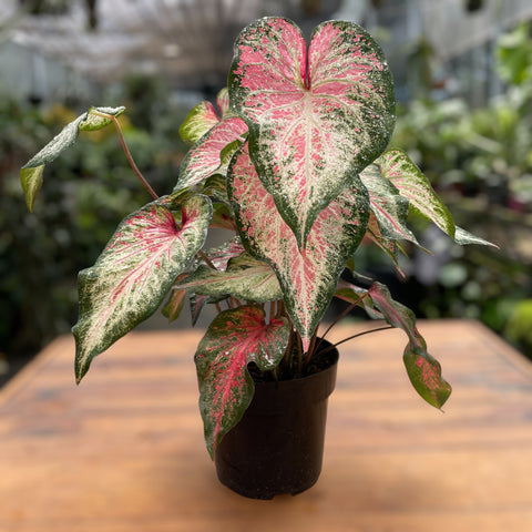 Caladium 06 - lançamento