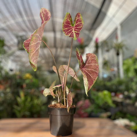 Caladium Grape Beauty