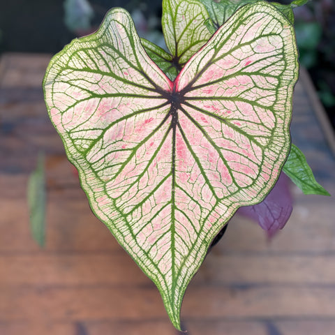 Caladium Especial 04
