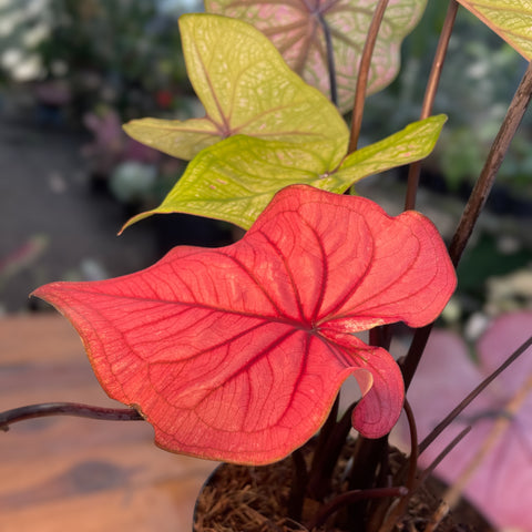 Caladium Especial 04