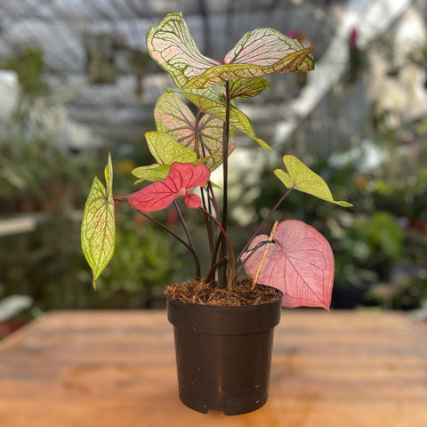 Caladium Especial 04