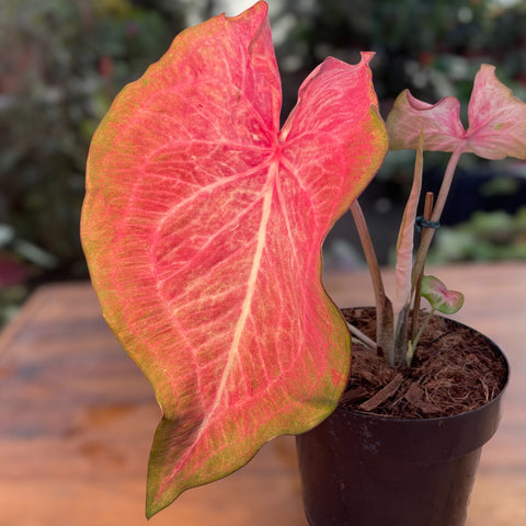 Caladium Especial 05
