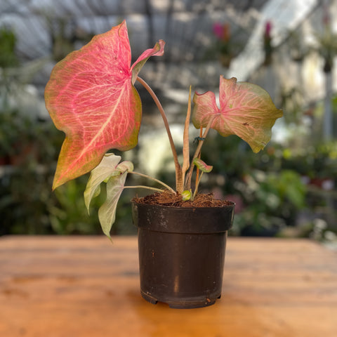 Caladium Especial 05