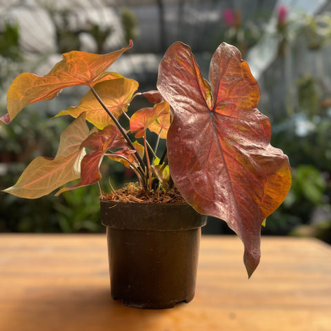 Caladium variaçāo - 04
