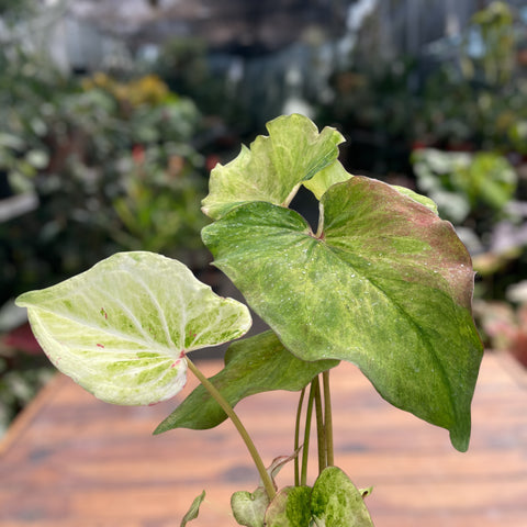 Caladium variaçāo - 16