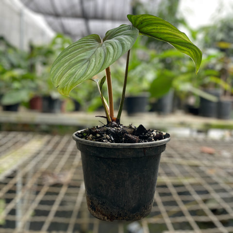 Philodendron plowmanii “Dark Form”