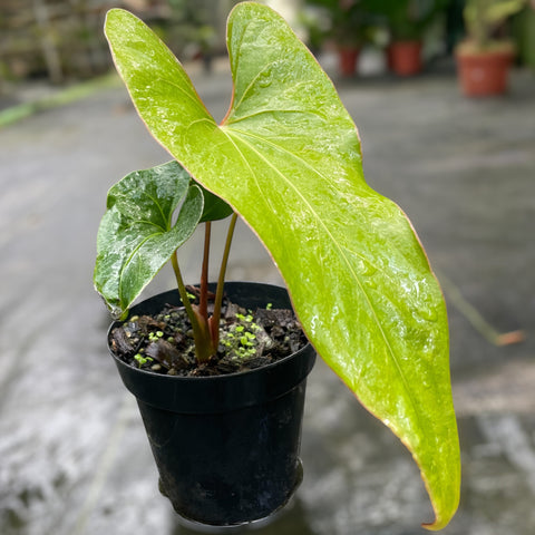 Anthurium Rubrinervium