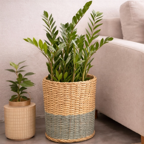 Zamioculca + Cesta Ido