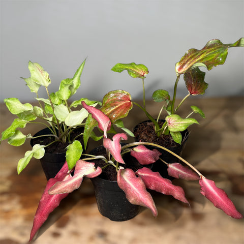 Kit Caladium 'Lança' | Entre Raízes Botânica