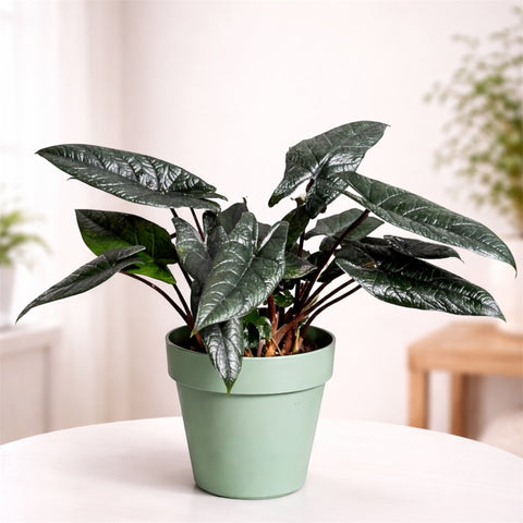 Alocasia Scalprum + Cachepot Verde