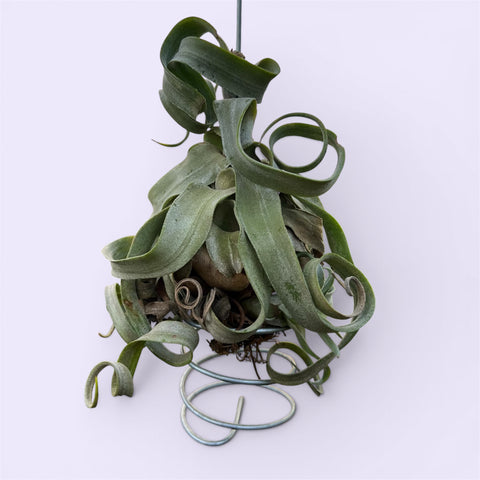 Tillandsia streptophylla 'Curly' | Entre Raízes Botânica