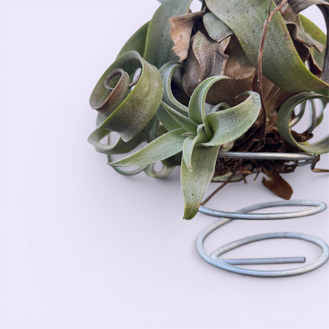 Tillandsia streptophylla 'Curly' | Entre Raízes Botânica - Detalhe 2