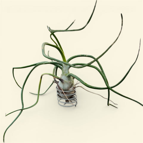 Tillandsia Bulbosa 'Belize' | Entre Raízes Botânica