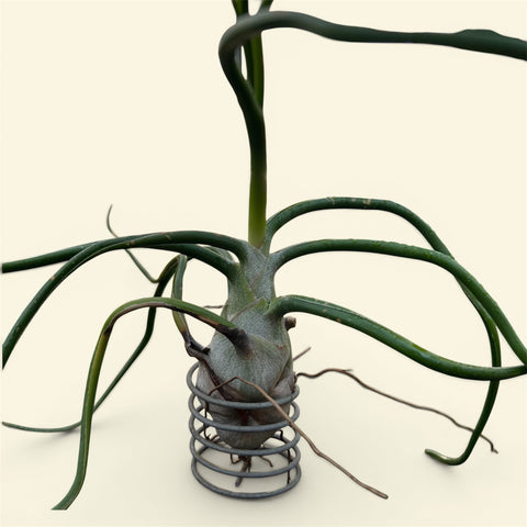 Tillandsia Bulbosa 'Belize' | Entre Raízes Botânica - Detalhe 2