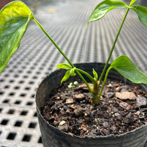 Anthurium Croatii