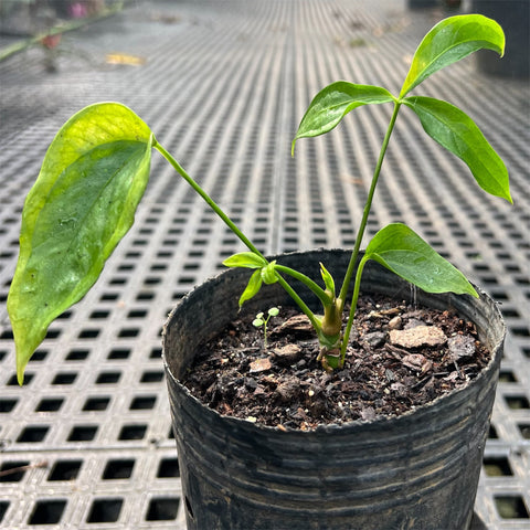 Anthurium Croatii