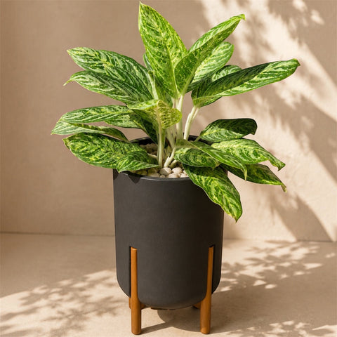 Aglaonema Hypnotica Alba + Vaso Decore Preto