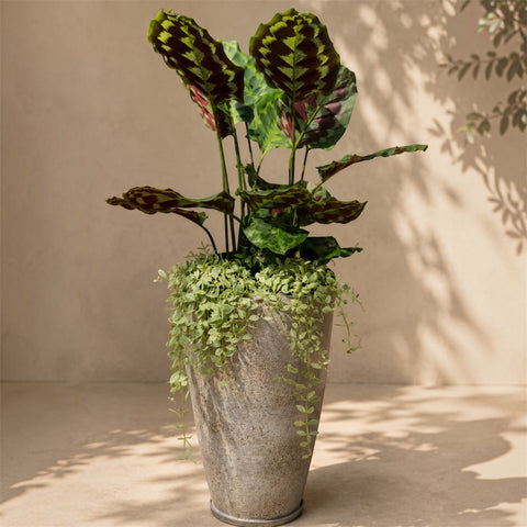 Calathea Veitchiana + Vaso Concreto Dourado