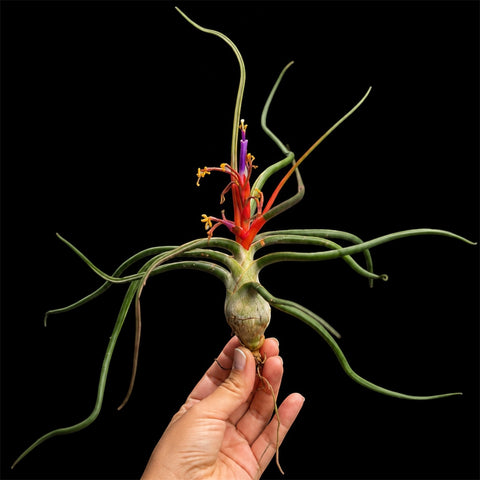 Tillandsia Bulbosa 'Belize'