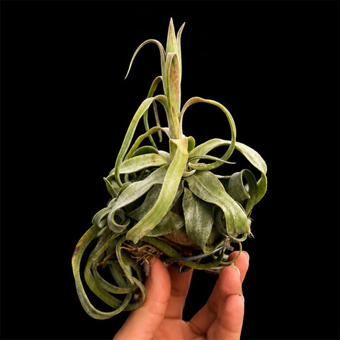 Tillandsia streptophylla 'Curly'