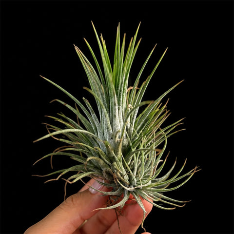 Tillandsia Ionantha 'Guatemala Select'