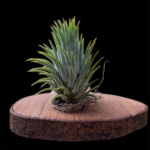 Tillandsia ionantha 'Icy Elf'