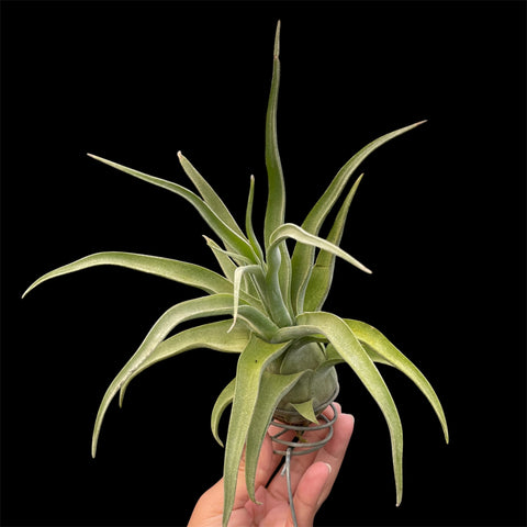 Tillandsia streptophylla 'Titan'