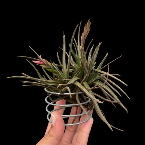 Tillandsia Argentina