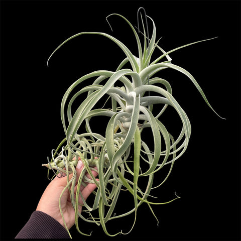 Tillandsia Purpúrea