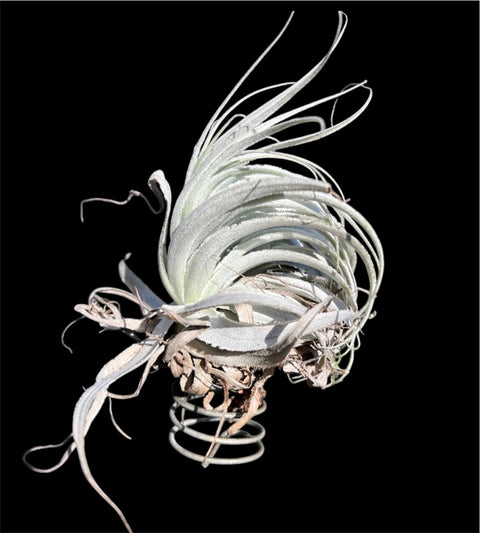 Tillandsia Gardnerii Rupícula