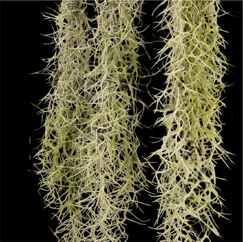 Tillandsia Usneóides