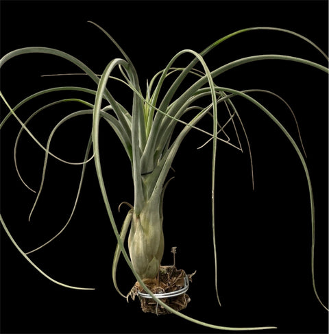 Tillandsia Draconic P