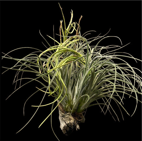 Tillandsia Draconic - grande