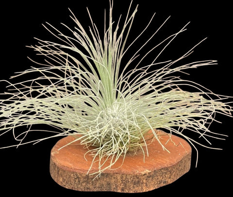 Tillandsia Fuchsii