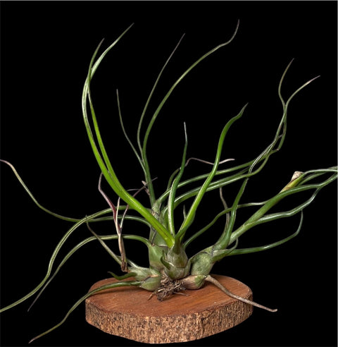 Tillandsia Bulbosa
